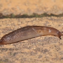 Ambigolimax sp. (valentius and waterstoni) (Striped Field Slug) at Evatt, ACT - 1 Apr 2020 by TimL