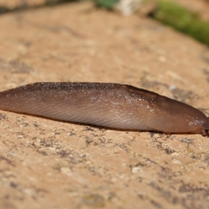 Ambigolimax nyctelia at Evatt, ACT - 1 Apr 2020