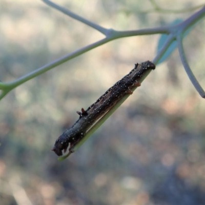 Antictenia punctunculus (A geometer moth) at Aranda Bushland - 31 Mar 2020 by CathB