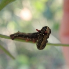 Antictenia punctunculus at Dunlop, ACT - 31 Mar 2020