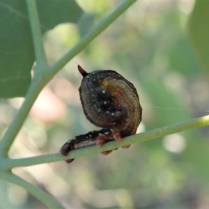 Antictenia punctunculus at Dunlop, ACT - 31 Mar 2020