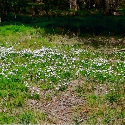 Brachyscome mittagongensis at Glenquarry - 2 Mar 2020 by KarenG