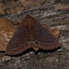 Praxis porphyretica at Paddys River, ACT - 11 Nov 2018 12:00 AM