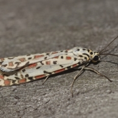 Utetheisa pulchelloides (Heliotrope Moth) at Hackett, ACT - 15 Mar 2018 by GlennCocking