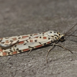 Utetheisa pulchelloides at Hackett, ACT - 15 Mar 2018 12:00 AM