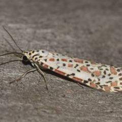 Utetheisa pulchelloides at Hackett, ACT - 15 Mar 2018 12:00 AM