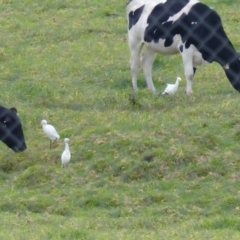 Bubulcus coromandus (Eastern Cattle Egret) at Bega, NSW - 2 Apr 2020 by MatthewHiggins