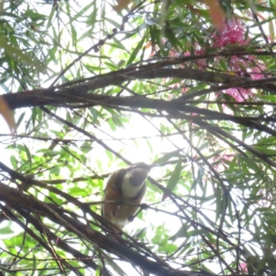 Acanthorhynchus tenuirostris (Eastern Spinebill) at Curtin, ACT - 2 Apr 2020 by tom.tomward@gmail.com