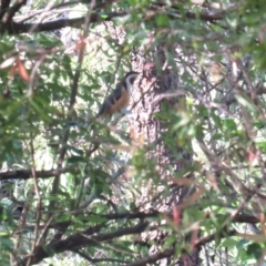 Acanthorhynchus tenuirostris at Curtin, ACT - 2 Apr 2020