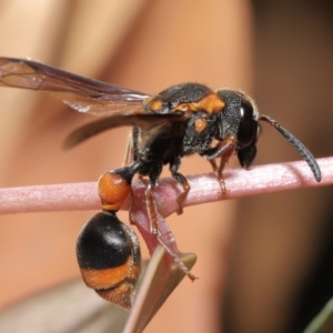 Deuterodiscoelius sp. (genus) at Acton, ACT - 15 Mar 2020