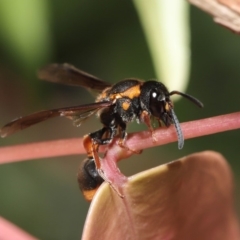 Eumeninae (subfamily) at Acton, ACT - 15 Mar 2020