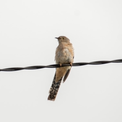 Cacomantis flabelliformis (Fan-tailed Cuckoo) at Florey, ACT - 2 Apr 2020 by b