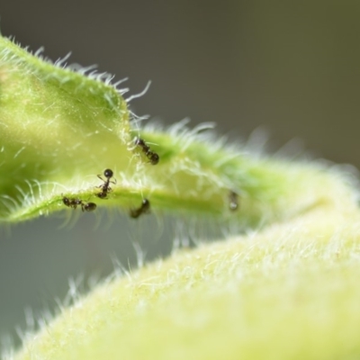 Monomorium sp. (genus) (A Monomorium ant) at Wamboin, NSW - 31 Jan 2020 by natureguy