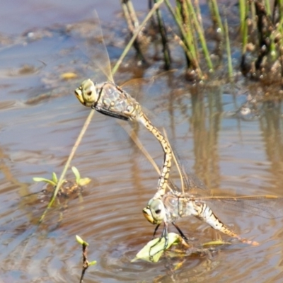 Anax papuensis (Australian Emperor) at Symonston, ACT - 31 Mar 2020 by SWishart