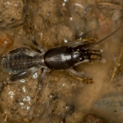 Gryllotalpa nitidula (Mole Cricket) at Bruce, ACT - 10 Feb 2019 by Bron