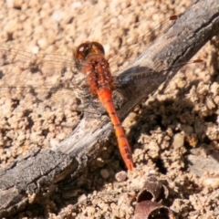 Diplacodes bipunctata (Wandering Percher) at Symonston, ACT - 31 Mar 2020 by SWishart