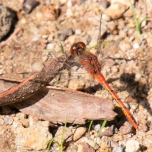 Diplacodes bipunctata at Symonston, ACT - 31 Mar 2020