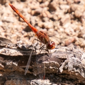 Diplacodes bipunctata at Symonston, ACT - 31 Mar 2020