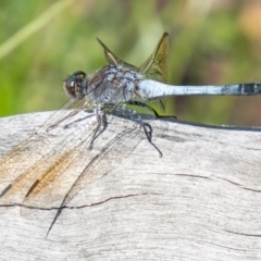 Orthetrum caledonicum (Blue Skimmer) at Symonston, ACT - 31 Mar 2020 by SWishart