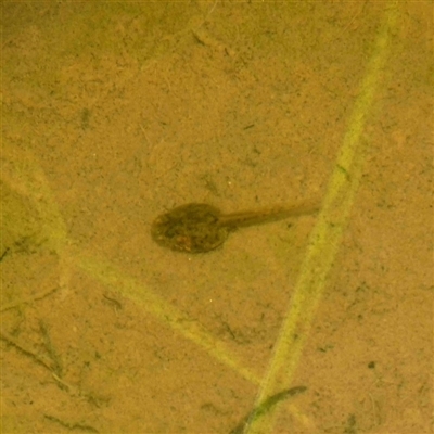 Crinia signifera at Red Hill Nature Reserve - 2 Apr 2020 by Ct1000