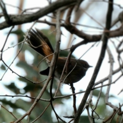 Rhipidura rufifrons (Rufous Fantail) at Deakin, ACT - 2 Apr 2020 by Ct1000
