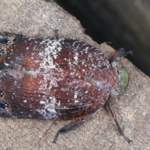 Platybrachys decemmacula at Ainslie, ACT - 29 Mar 2020 05:34 PM