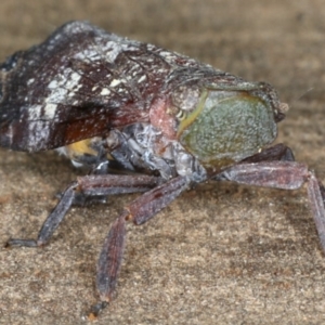 Platybrachys decemmacula at Ainslie, ACT - 29 Mar 2020