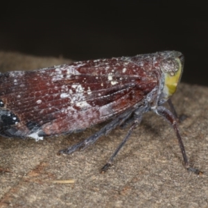 Platybrachys decemmacula at Ainslie, ACT - 29 Mar 2020