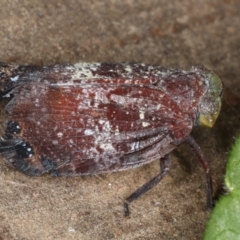 Platybrachys decemmacula at Ainslie, ACT - 29 Mar 2020 05:34 PM