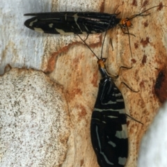 Porismus strigatus (Pied Lacewing) at Majura, ACT - 29 Mar 2020 by jb2602