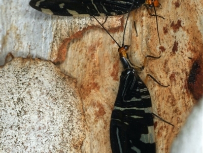 Porismus strigatus (Pied Lacewing) at Majura, ACT - 29 Mar 2020 by jb2602