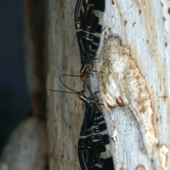 Porismus strigatus at Majura, ACT - 29 Mar 2020