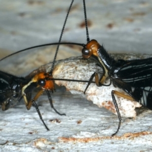 Porismus strigatus at Majura, ACT - 29 Mar 2020