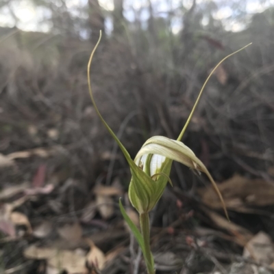 Diplodium ampliatum (Large Autumn Greenhood) at Karabar, NSW - 2 Apr 2020 by roachie