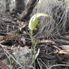 Diplodium ampliatum at Karabar, NSW - suppressed