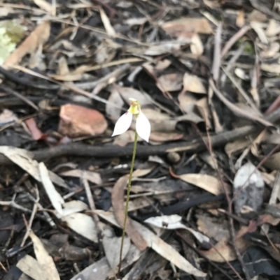 Eriochilus cucullatus (Parson's Bands) at Jerrabomberra, NSW - 2 Apr 2020 by roachie