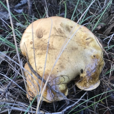 zz bolete at Jerrabomberra, NSW - 2 Apr 2020 by roachie