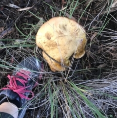 zz bolete at Jerrabomberra, NSW - 2 Apr 2020