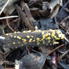 Dacrymyces sp. at Deakin, ACT - 2 Apr 2020 by JackyF