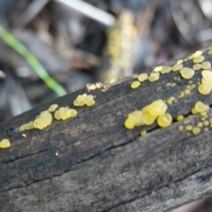 Dacrymyces sp. at Deakin, ACT - 2 Apr 2020