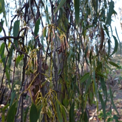 Amyema miquelii (Box Mistletoe) at Hughes, ACT - 2 Apr 2020 by JackyF