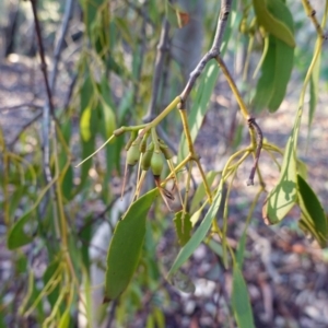 Amyema miquelii at Hughes, ACT - 2 Apr 2020