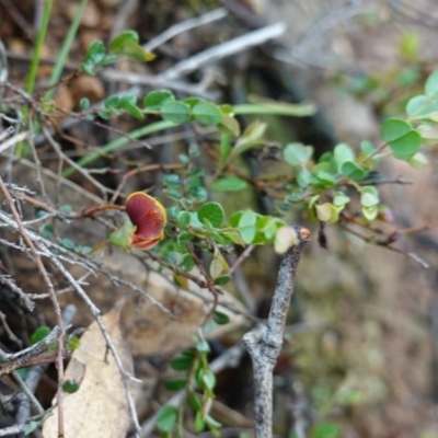 Bossiaea buxifolia (Matted Bossiaea) at Hughes, ACT - 2 Apr 2020 by JackyF