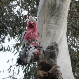 Eolophus roseicapilla at Hughes, ACT - 2 Apr 2020