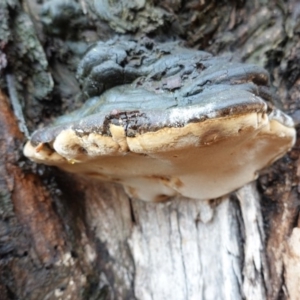 Phellinus sp. (non-resupinate) at Hughes, ACT - 2 Apr 2020 04:59 PM