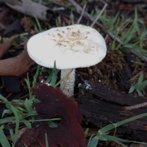 Amanita sp. at Deakin, ACT - 2 Apr 2020 04:14 PM