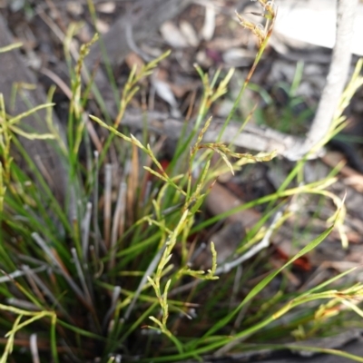 Lepidosperma laterale (Variable Sword Sedge) at Hughes, ACT - 2 Apr 2020 by JackyF