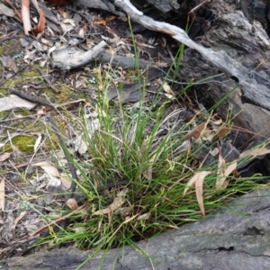 Lepidosperma laterale at Hughes, ACT - 2 Apr 2020