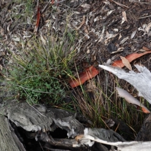 Lepidosperma laterale at Hughes, ACT - 2 Apr 2020