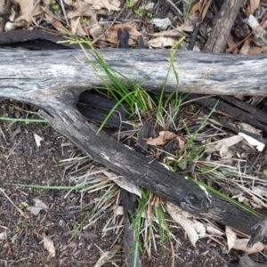 Lepidosperma laterale at Hughes, ACT - 2 Apr 2020